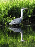 SX06361 Grey herron.jpg